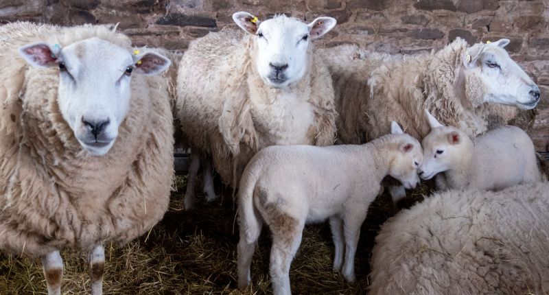 Las marcas de moda que cumplen con el bienestar animal y cuáles no, según Four Paws