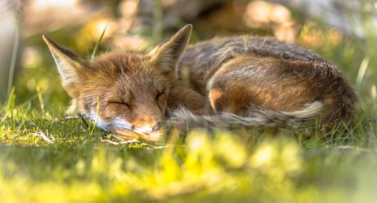 Las marcas de moda que cumplen con el bienestar animal y cuáles no, según Four Paws