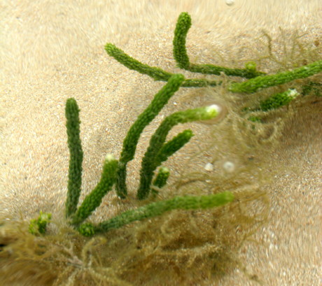 Alga1