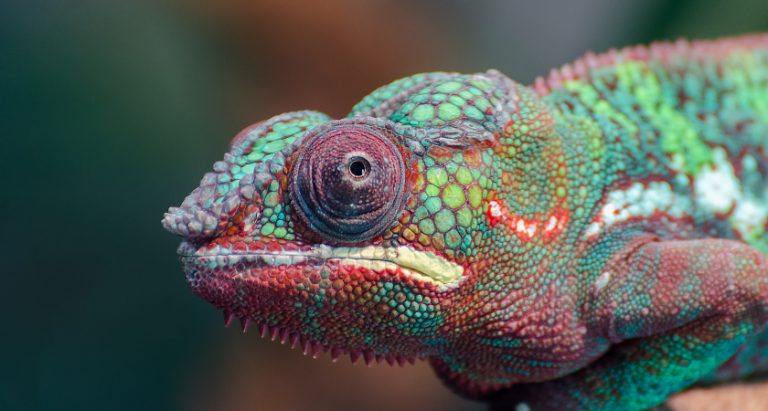 ChroMorphous, CREOL, UCF, Hills, cambio color en tejido