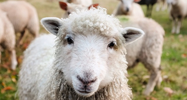 Asos, Burberry , Semana de la Moda de Helsinki , Personas por el Trato Ético de los Animales, Premios de la Moda 2018, PETA