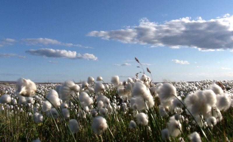 ICAC, precios del algodón en 2022/2023
