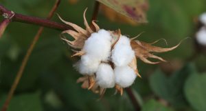 Textile Exchange, 2025 Sustainable Cotton Challenge, algodón, Príncipe de Gales, algodón sostenible, algodón orgánico