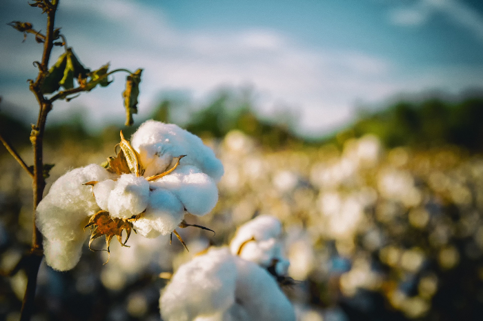Textile Exchange, algodón sostenible, 2025 Challenge