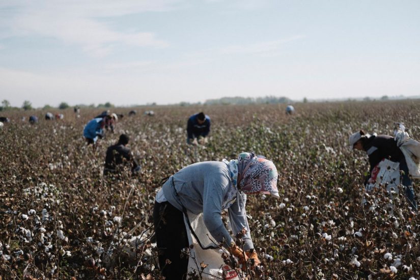Algodón, Uzbequistán, Cotton Campaign