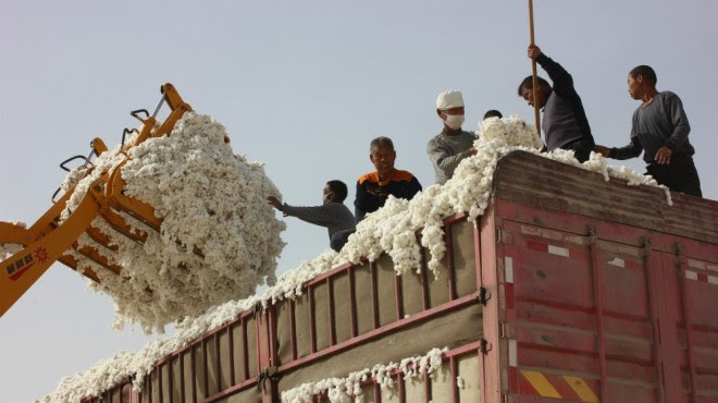 Xinjiang, Uyghures, trabajo forzoso