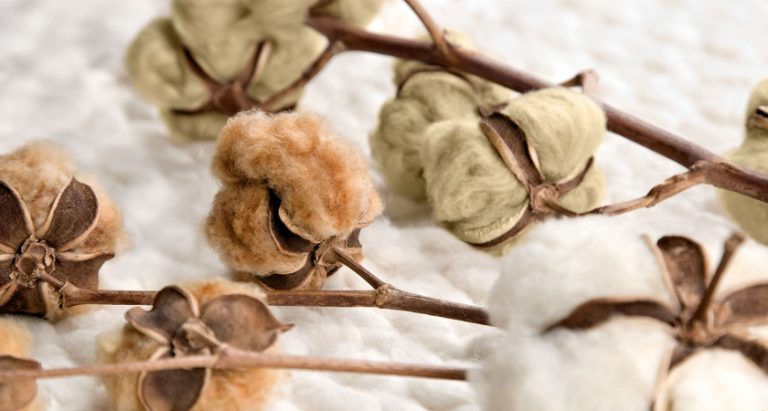 Organic Cotton Colours: fibras puras de algodón orgánico naturalmente colorido