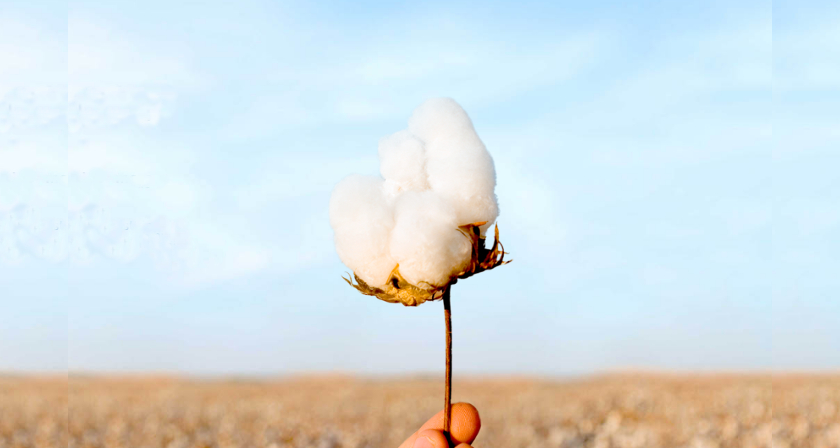 Día Mundial del Algodón: la importancia de utilizar algodón