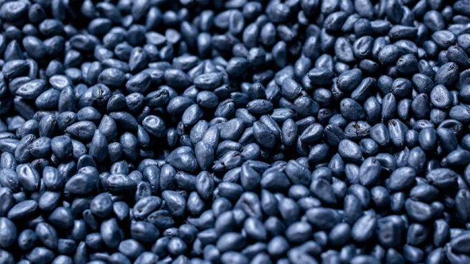 Candiani Denim, Blue Seed, algodón
