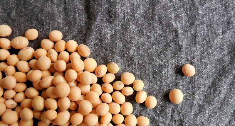 Soja, ventajas y limitaciones en textil