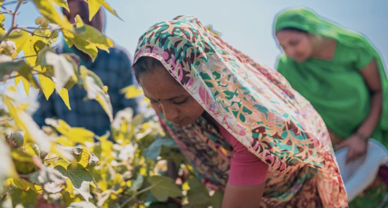 Better Cotton, Texprocil, algodón indio, Kasturi Cotton