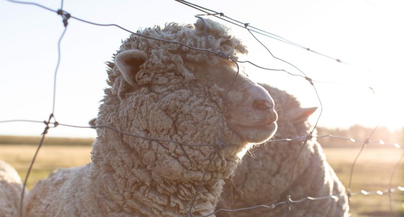 The Wool Issue, la lana, ovejas merinas