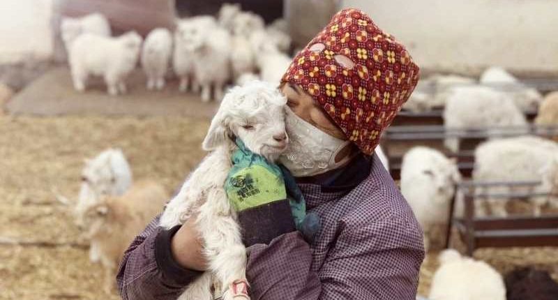 Cachemira, The Good Cashmere, The Good Cashmere Standard