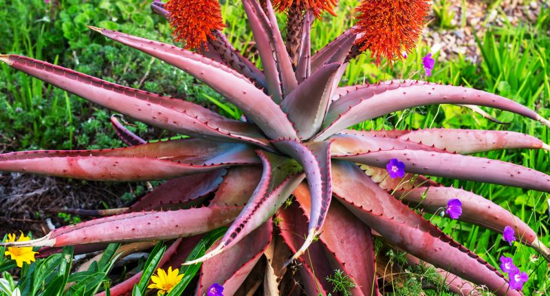 Aloe vera rojo, textiles funcionales y sostenibles