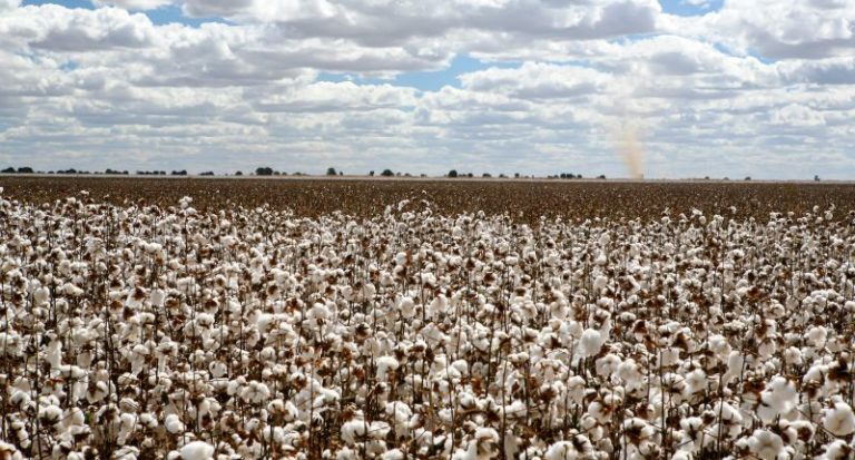 El algodón pierde peso en la economía en 2024, según el informe del ICAC