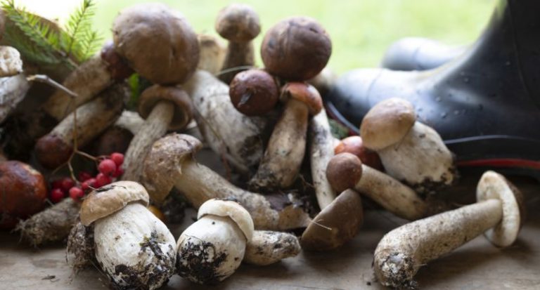 La Unión Europea impulsa la bioeconomía como sustituta de las energías fósiles