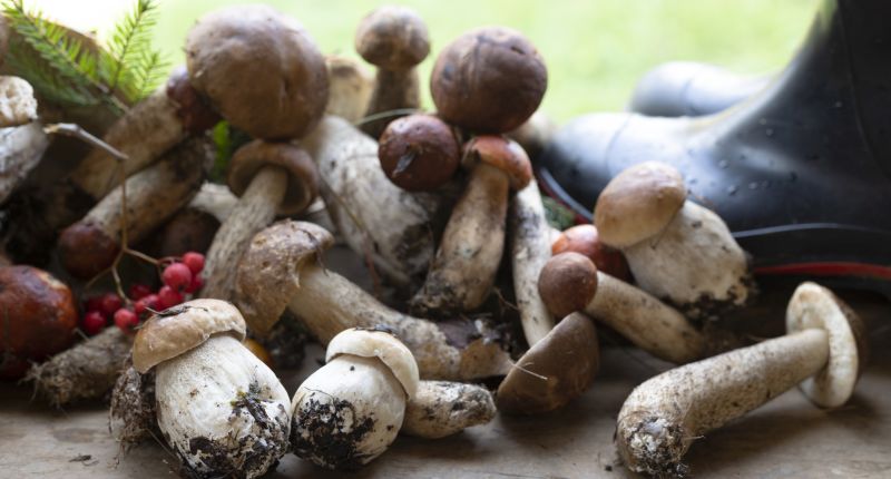 La Unión Europea impulsa la bioeconomía como sustituta de las energías fósiles – Pinker Moda