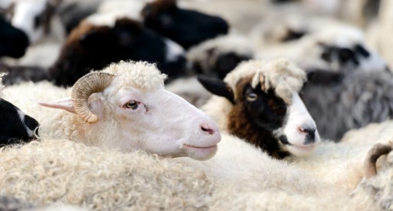 La seria situación de la lana en España: cae la producción y el consumo interno