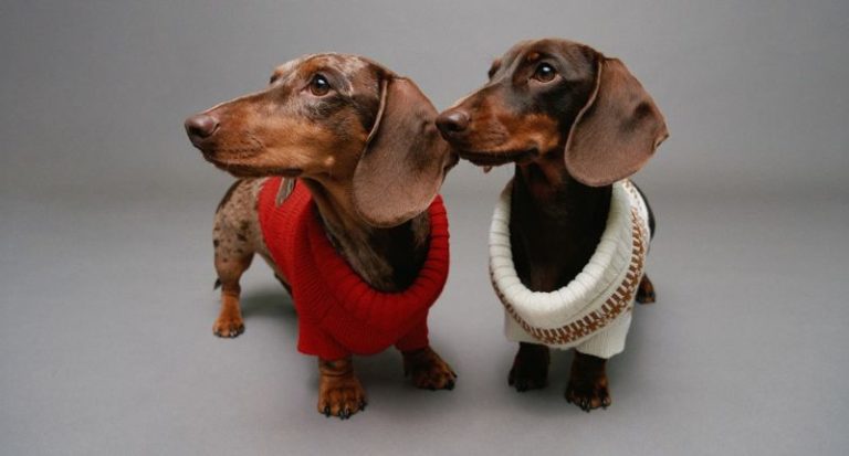 Salsa Jeans lanza su primera colección Pet 'Best Friends Fur-Ever' esta Navidad