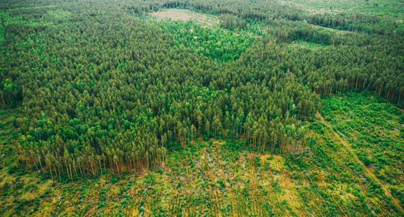 Greenpeace UE ha señalado a la industria del cuero como parte responsable de la deforestación.