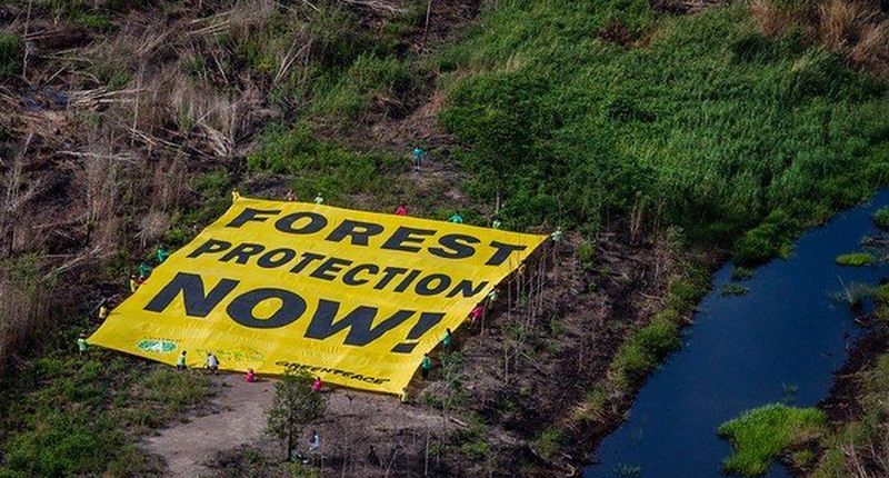 Greenpeace defiende que la industria del cuero impulsa la expansión de pastos para ganado, estrechamente vinculada a la deforestación.