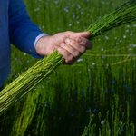El cambio climático también causa estragos en los cultivos textiles: lino europeo