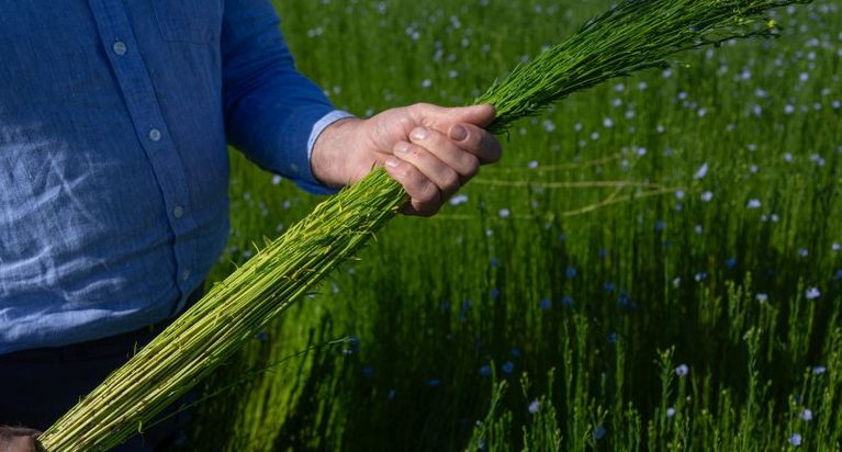 El cambio climático también causa estragos en los cultivos textiles: lino europeo