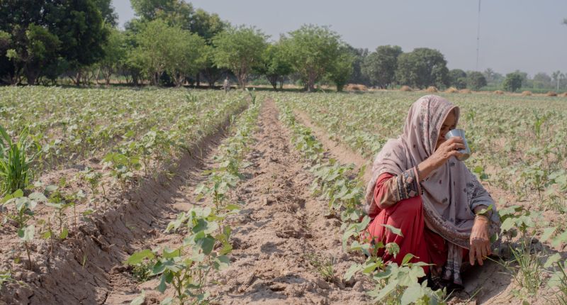 ¿Por qué Better Cotton ha elegido dedicarse a la agricultura regenerativa?